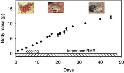 Precocious Torpor in an Altricial Mammal and the Functional Implications of Heterothermy During Development